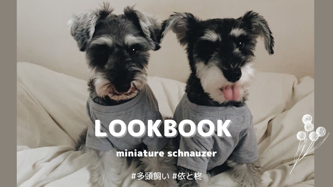 ミニチュアシュナウザー Lookbook 多頭飼い Youtube