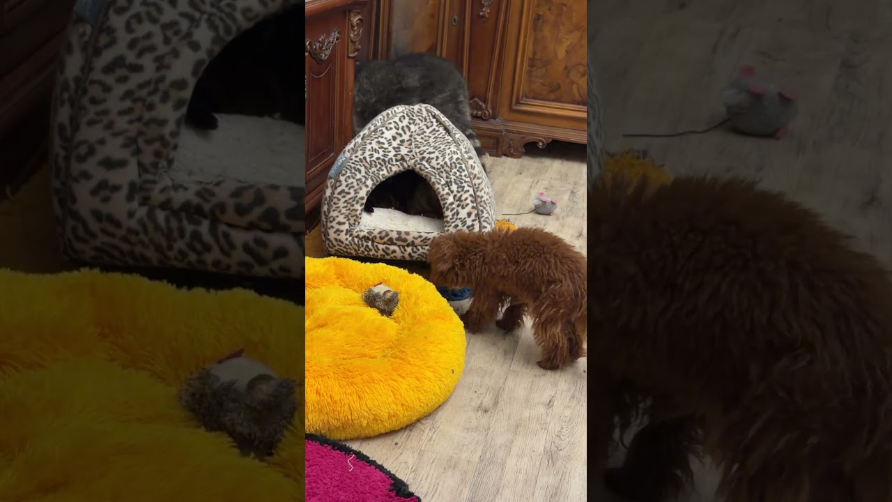 shorts Funny animals