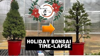 Alberta Spruce Styling Time-Lapse (Holiday Edition) | The Bonsai Supply