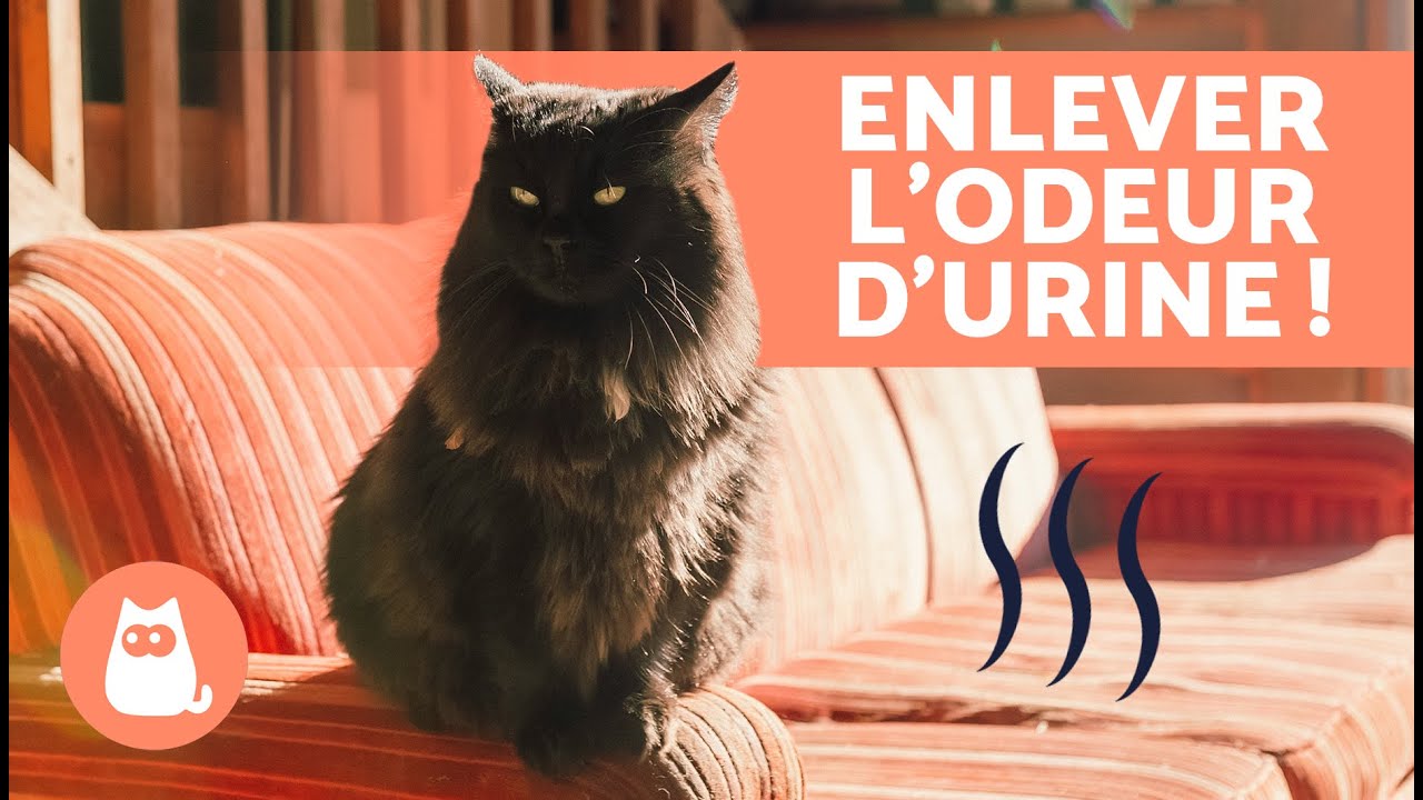 Enlever l'odeur d'urine de chat