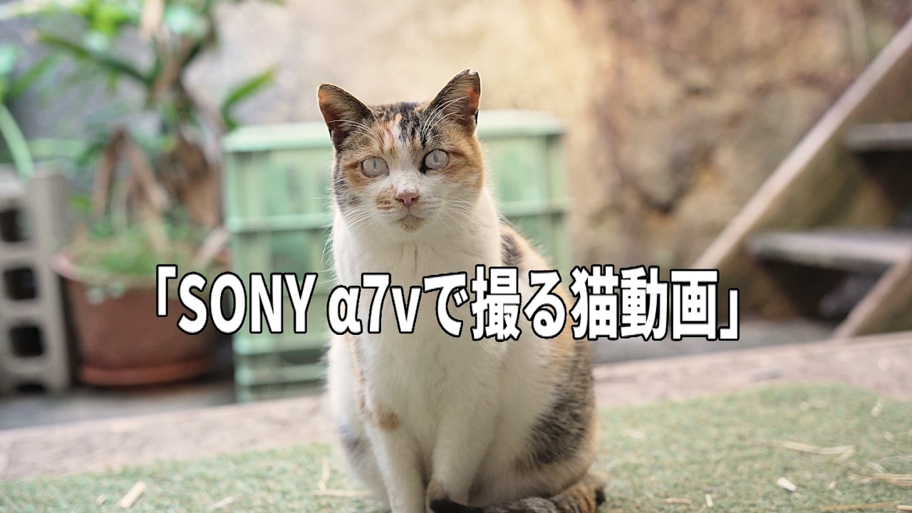 【SONY α7vで撮る猫動画】地域猫のルル🐈️#cat #α7v #sony
