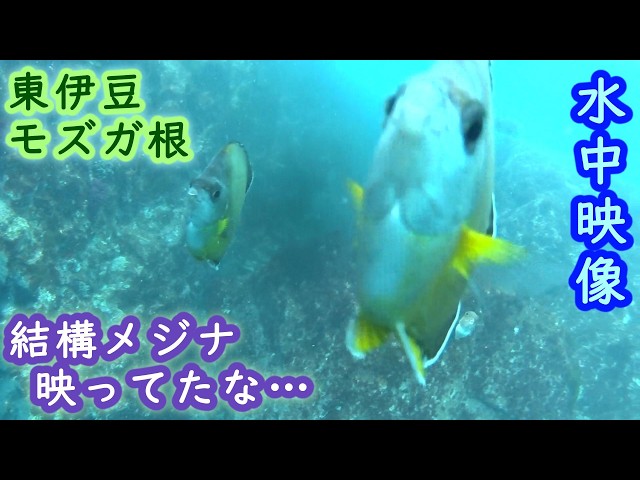 水中映像】東伊豆・モズガ根（水中映像はリアルタイムです）【2026年5