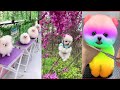 Tik Tok Chó Phốc Sóc Mini 😍 Funny and Cute Pomeranian #101 の動画、YouTube動画。