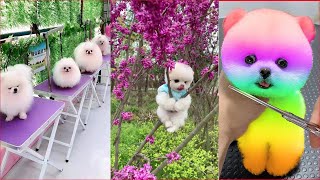 Tik Tok Chó Phốc Sóc Mini 😍 Funny and Cute Pomeranian #101