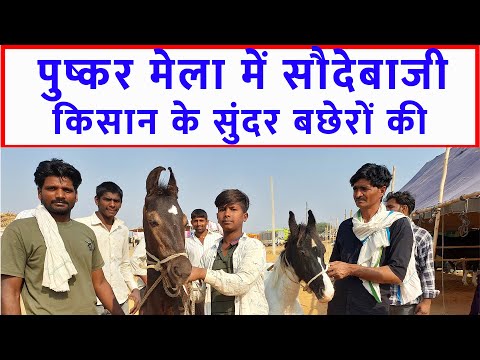 किसान के सुंदर बछेरों की सौदेबाज़ी पुष्कर मेला बाज़ार 2023 Pushkar Horse Fair 2023 Horse Market Video  @SANJEEVKUMARGUPTA