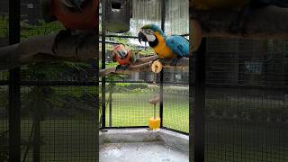 Parrot  Macaw #Birds #Shorts #Animals