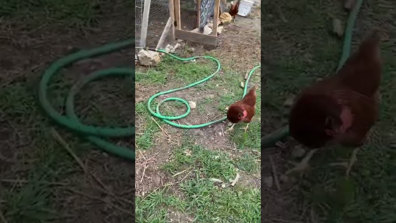 Chicks & roosters Day 124 ISA Browns