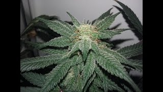 S3.1 E10  Day 35 of Flower