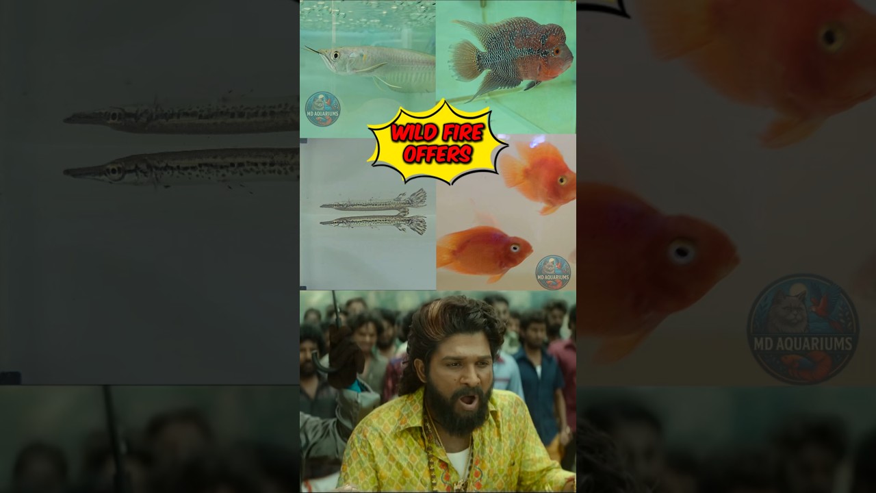 Wild fire offers in MD AQUARIUMS 7674918363 Delivery available