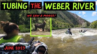 Tubing the Weber River (Utah). June 2023. We spotted a moose!