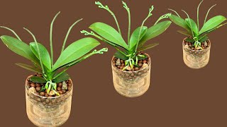 Only plant once! Strangely, orchids bloom for 5 years without stopping