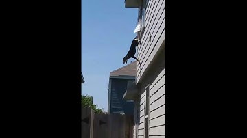 RAW VIDEO: HFD firefighters rescue dog hanging from window