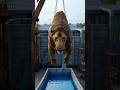 Giant Tiger Water Scene | Cinematic Deep Splash Moment 🌊🐅 #satisfying #clean #tiger