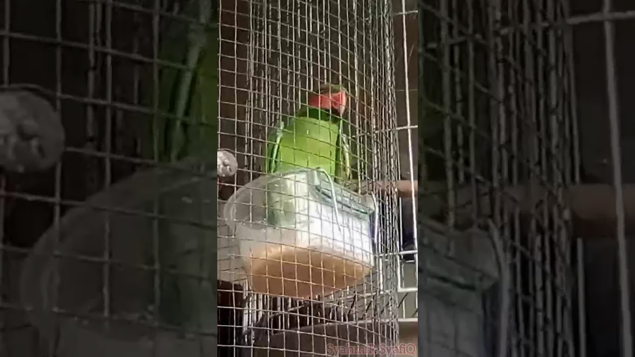 Burung Bayan Nuri Galak Berbunyi 2019 