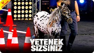 Hem Akıllı Hem Sevimli Pony Alexin Gösterisi Yetenek Sizsiniz Türkiye