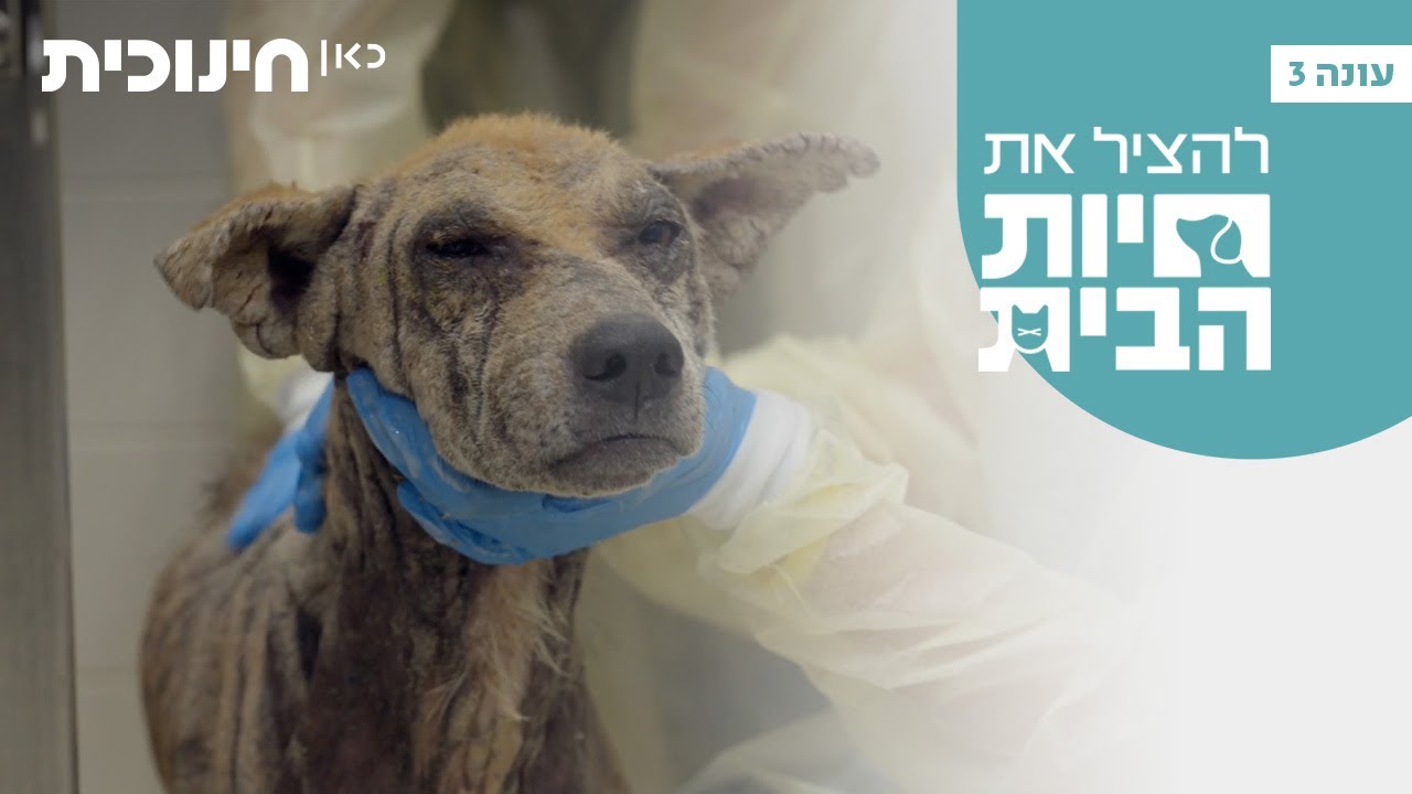 להציל את חיות הבית 3 🐶 | ג'ימי הוא כלב שקוף שלא ראו אותו 💔 - הצצה מתוך פרק 2