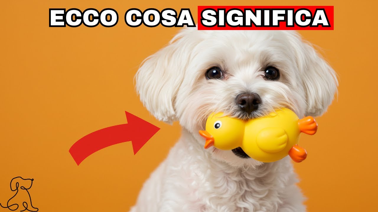 Se il tuo cane ti porta un giocattolo… non è solo un gioco - YouTube