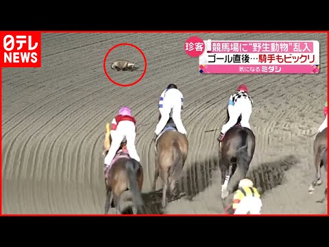 【珍客】なぜ現れた？ 競馬場にタヌキ乱入  ジョッキーも思わず２度見