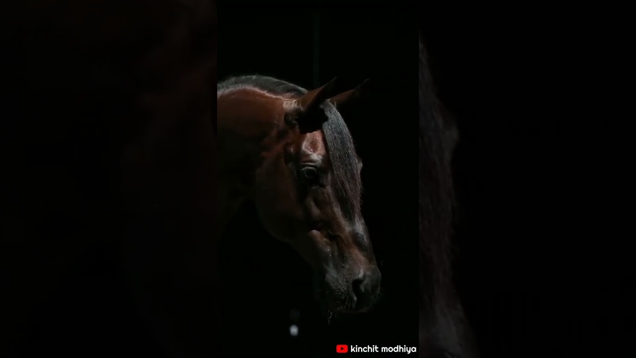 🐎New horse video.|cinematic shots /ringtone 