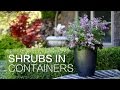 Planting Shrubs in Containers