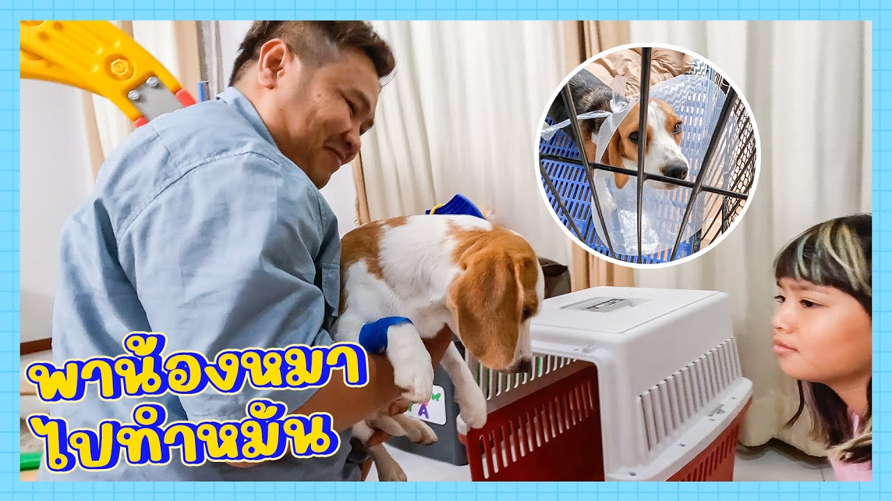 YimYamFamily | พาน้องหมาไปทำหมัน