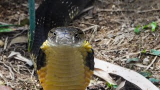 Cobras Snake | The Most Relaxing Music  | Nature Relaxing | Meditation | Stress Relief screenshot 5