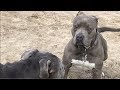 Large American Bully Meets Bandogs