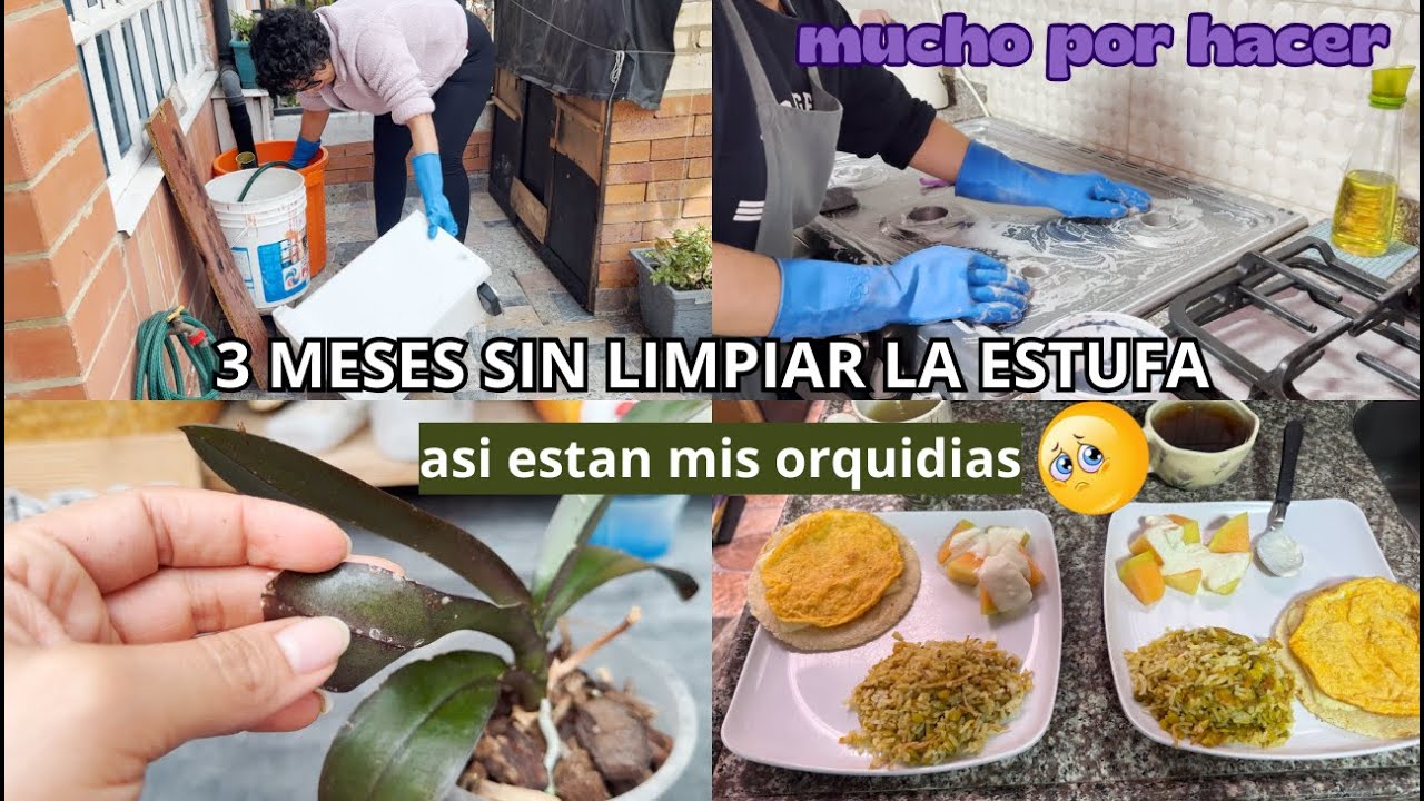 ✨LIMPIEZA PROFUNDA DE MI ESTUFA DESPUES DE 3 MESES 🤮 MIRA LO QUE LE ESTA PASANDO A MIS ORQUIDEAS 😨