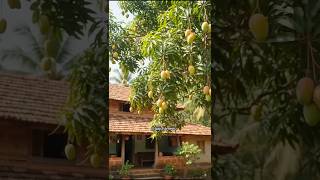 घरचो आंबो #viralvideo #viral #video #recipe #explore #food #mango
