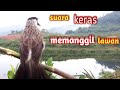 suara burung KUTILANG PIKAT gacor/PIKAT KUTILANG gacor memanggil kutilang liar @omvi01