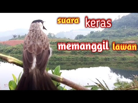 Suara Burung Kutilang Gacor Ampuh Untuk Pancingan Dan Pikat