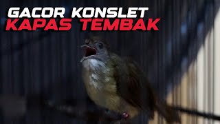 GACOR KONSLET MASTERAN KAPAS TEMBAK! KAPAS TEMBAK GACOR!