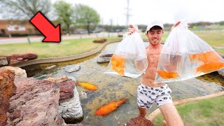 Rescuing *WORLDS LARGEST* Goldfish from Abandoned Pond!?!