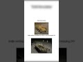 Tech tree puma vs. premium puma🗿🗿 #warthunder