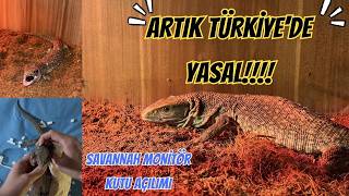 Türkiyede Artık Yasal Savannah Moni̇tör Kutu Açılımı