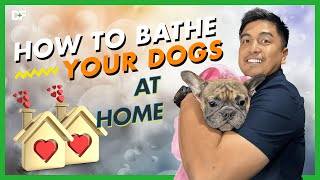 Proper Way Of Giving Your Dog A Bath At Home