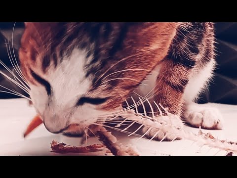 Animal asmr : This cat is good at separating fish meat from bones 😱😱😱 ...