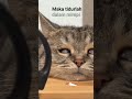 quotes kucing lucu