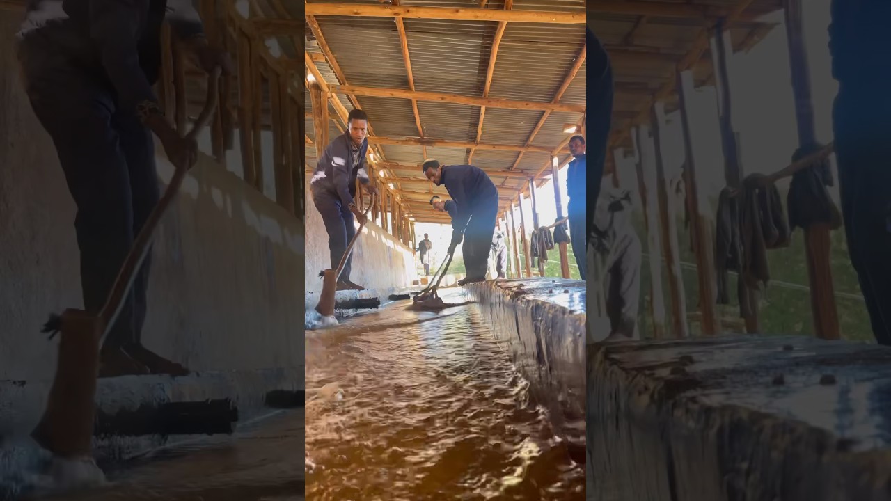 Washed Coffee Process. Moredocofe farm, Guji Ethiopia. #specialtycoffee #ethiopiancoffee #buna