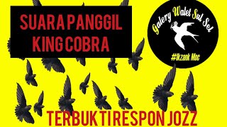 SUARA PANGGIL WALET  KING COBRA