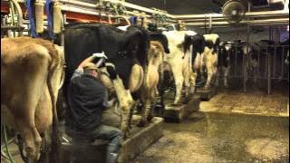 Milking time at Mosnang Holsteins.