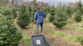 Christmas Tree Farm 2021 by gregman01 64 views 2 years ago 56 seconds