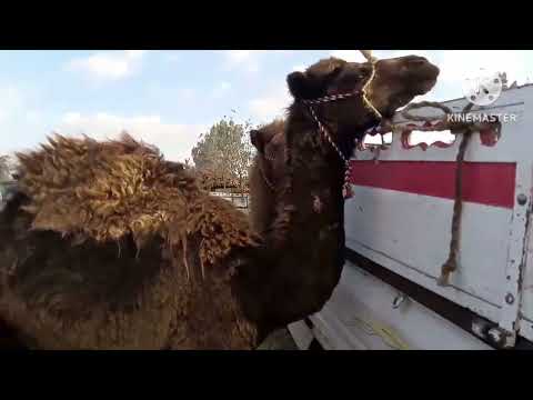 اسعار الجمال الصغيره فى سوق طنطا