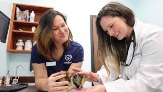 Forever Vets Animal Hospital + Pet Resort -2022 Commercial