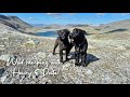 Off-pist hiking and camping three days in the wild Arctic with my dogs!