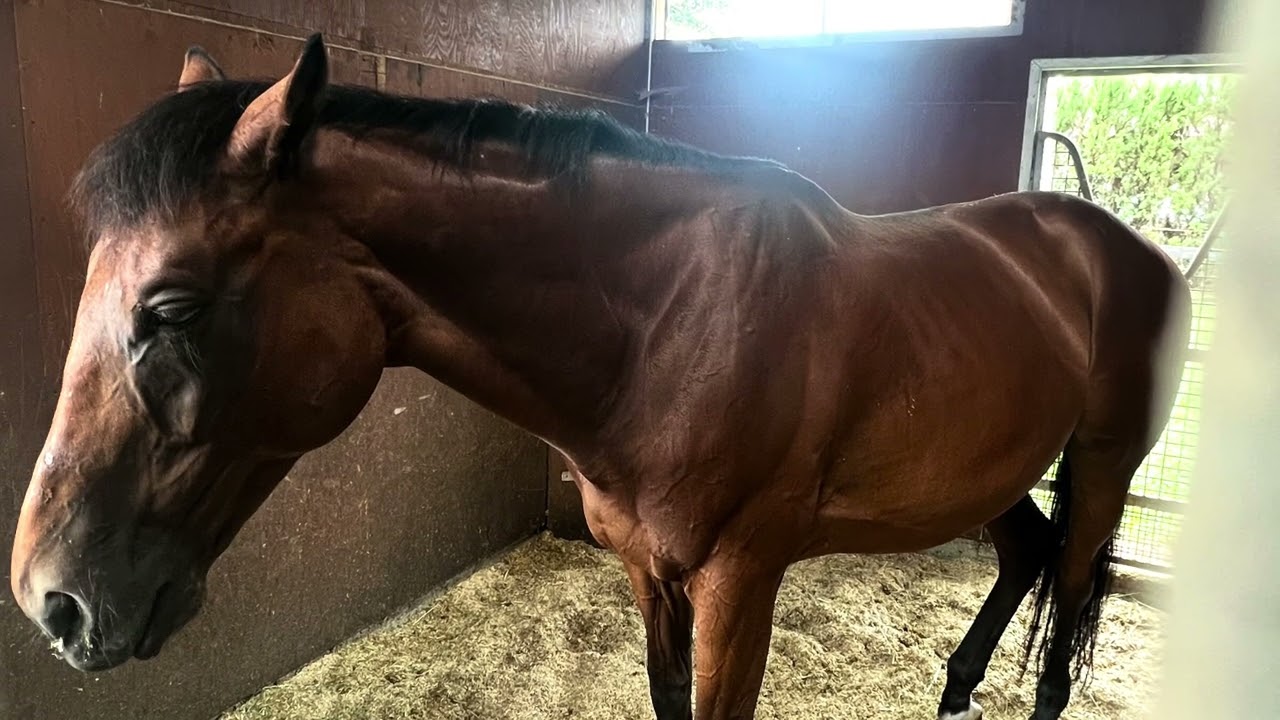 夏の牧場巡り2025 ◯ノーザンホースパークハヤヤッコ金鎗六十ブラストワンピースウインドインハーヘア◯アロースタッドモズアスコットパールシークレットユニコーンライオンエポカドーロダノンプレミアム