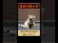特殊能力を持つ生物3選 #かぎあな紹介 #shorts