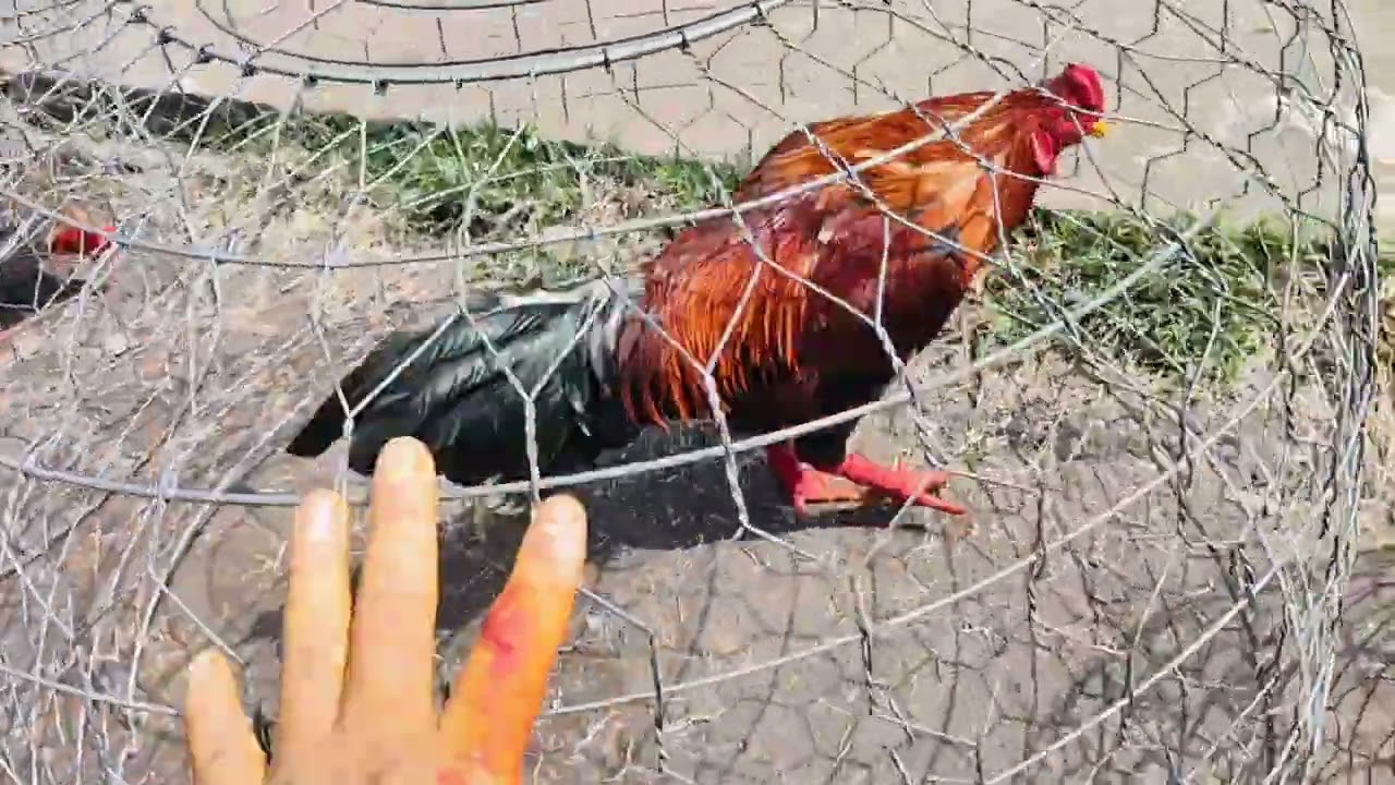 28/2 tốp 5 em 🐔.Ae hợp LH:@9.76.73.84.42