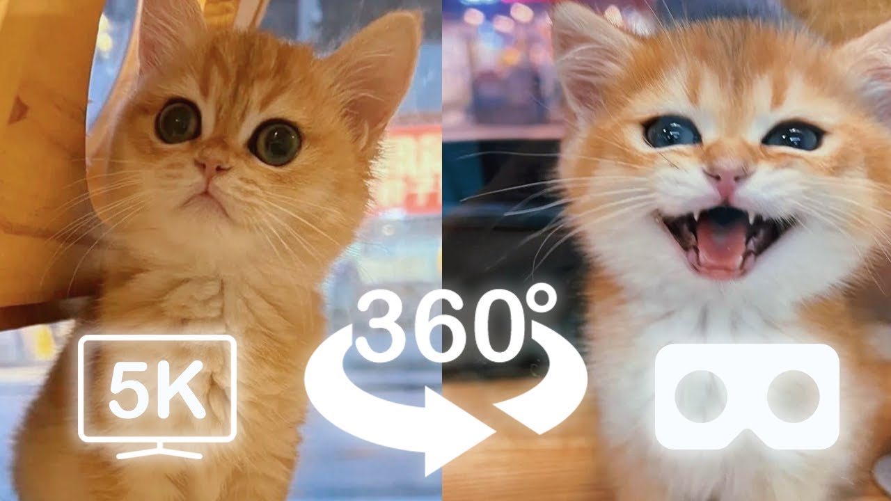 Cute Baby Cats Playing Around You Part 1 | VR 360 Cat | 4K | Virtual Reality