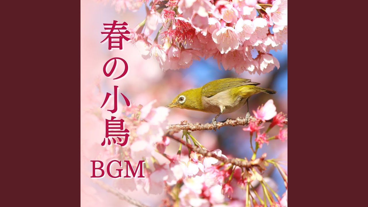 Ver 鳥のリラックス自然音 no YouTube